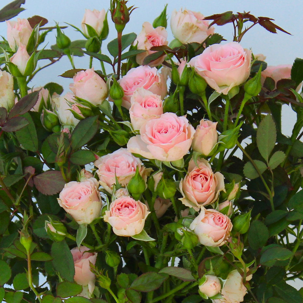 3 Piece Cupcake Mini Rose - 4" Pot