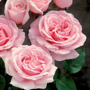 3 Piece Cupcake Mini Rose - 4" Pot
