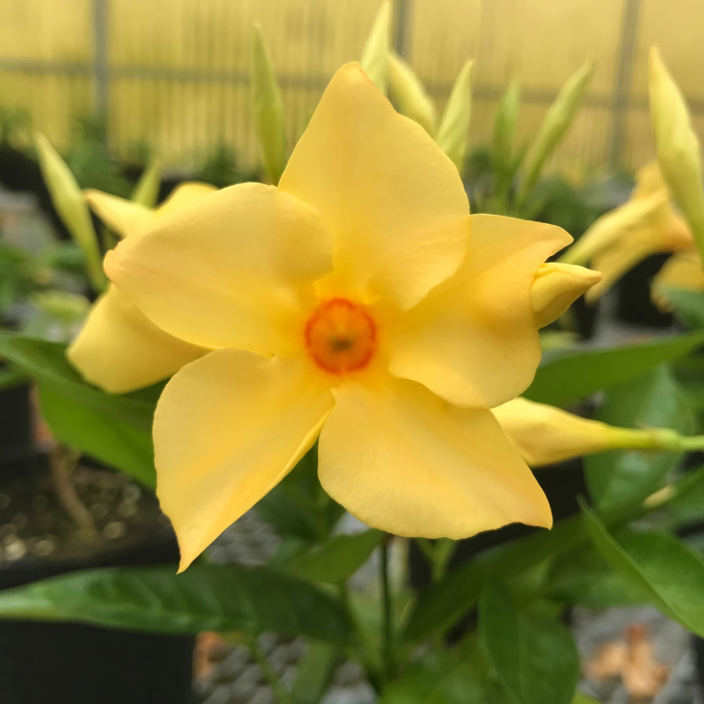 Sun Parasol® Sunbeam Mandevilla Trumpet Vine - 4" Pot