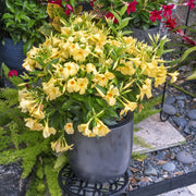 Sun Parasol® Sunbeam Mandevilla Trumpet Vine - 4" Pot