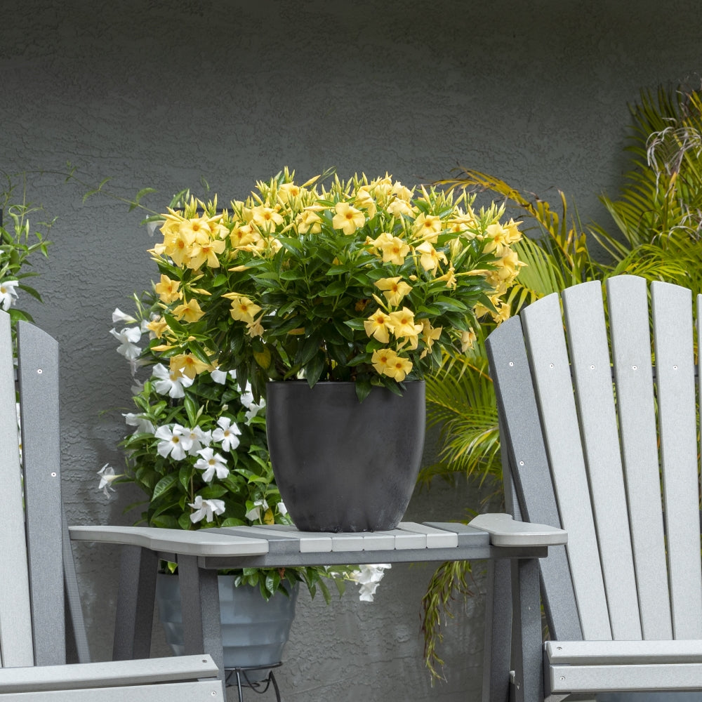 Sun Parasol® Sunbeam Mandevilla Trumpet Vine - 4" Pot