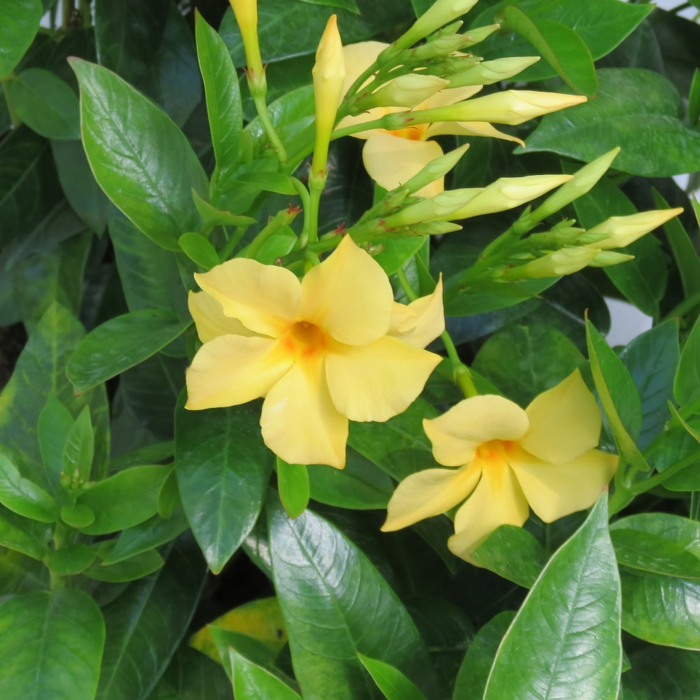 Sun Parasol® Sunbeam Mandevilla Trumpet Vine - 4" Pot