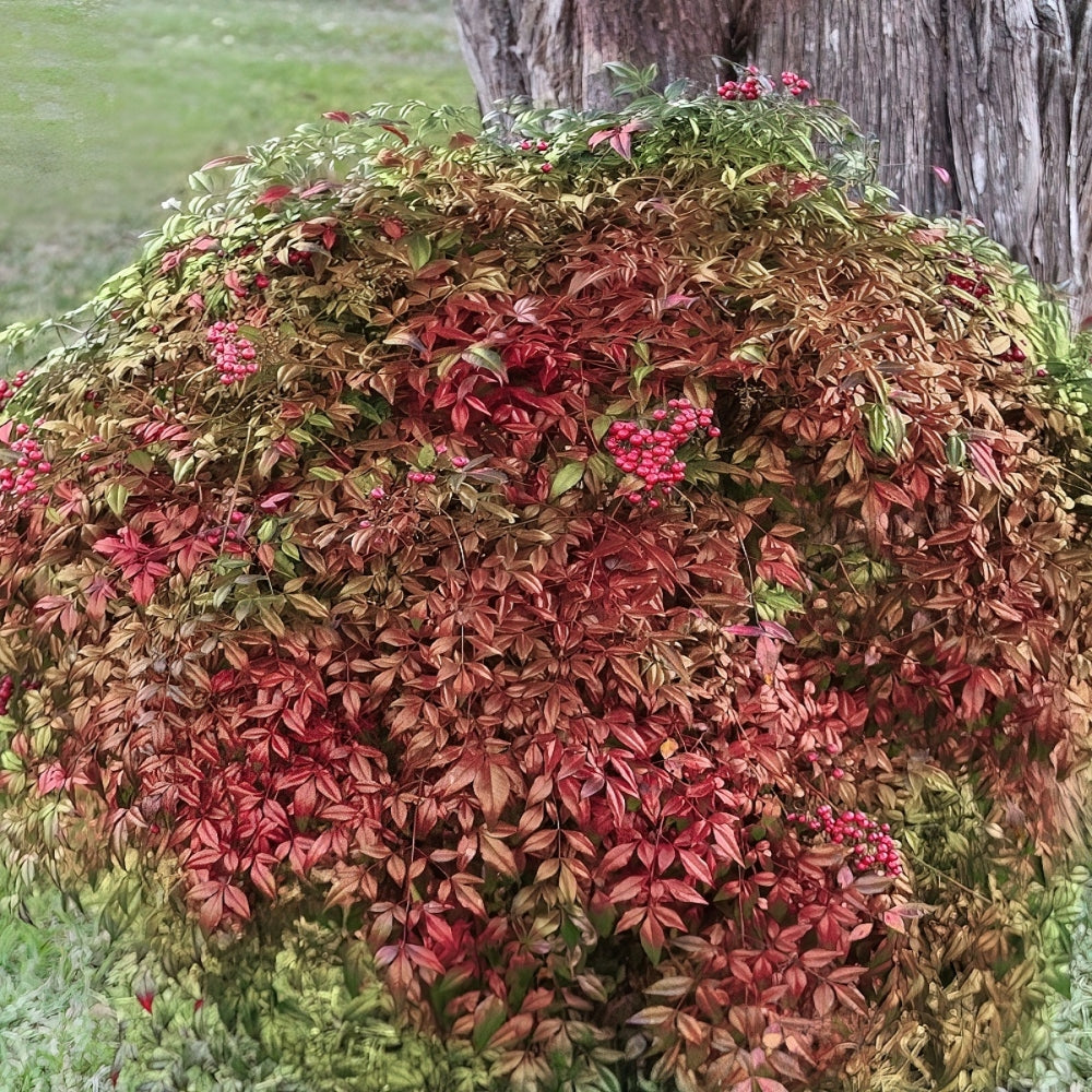 Nandina 'Fire Power' Heavenly Bamboo - 1 Gallon Pot