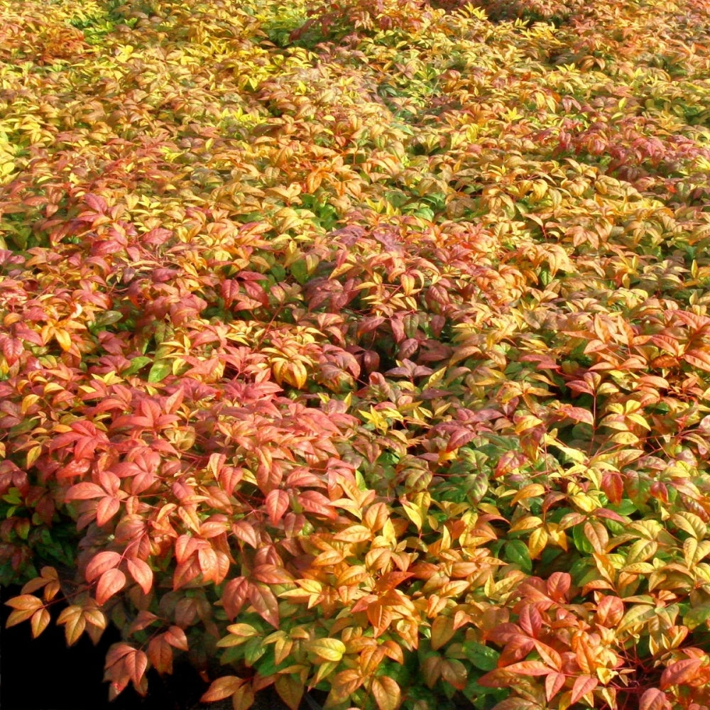 Nandina 'Fire Power' Heavenly Bamboo - 1 Gallon Pot