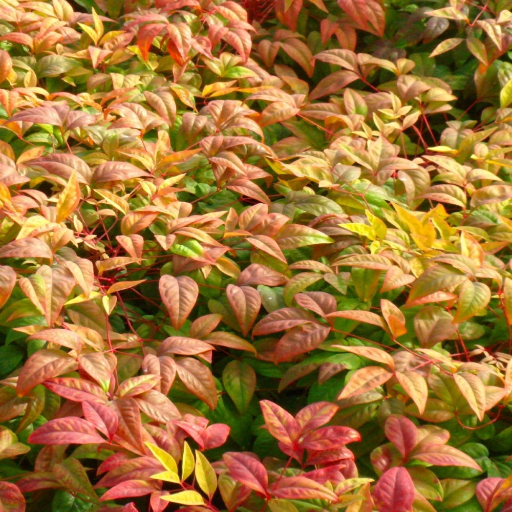 Nandina 'Fire Power' Heavenly Bamboo - 1 Gallon Pot