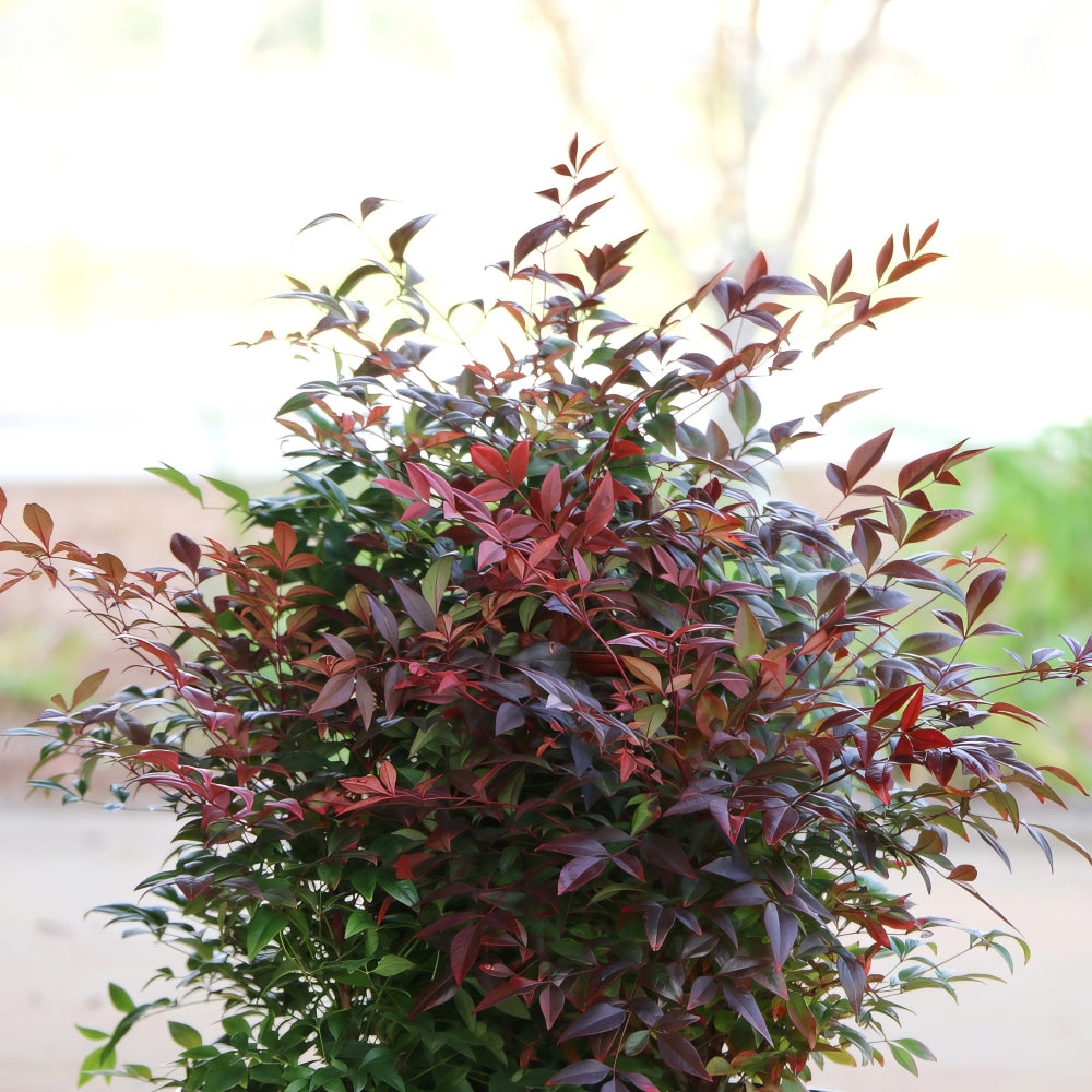 Nandina 'Gulf Stream' Heavenly Bamboo - 1 Gallon Pot