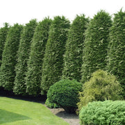 Green Giant Arborvitae - 1 Gallon Pot - Plant with Purpose® Collection