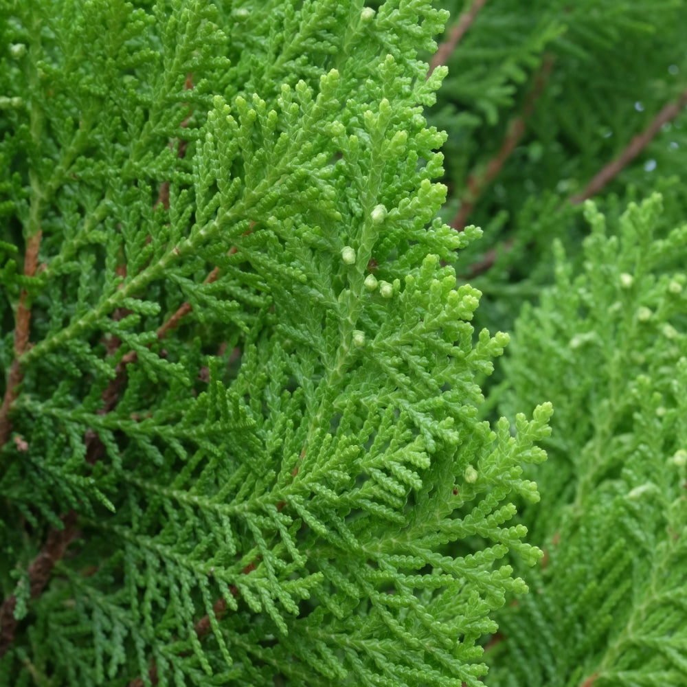 Leyland Cypress - 1 Gallon Pot