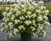 Bougainvillea 'Miss Alice' (aka Ms. Alice) - 1 Gallon Pot
