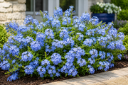 Plumbago 'Imperial Blue' - 4"