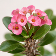 Euphorbia 'Mini Pink' Crown of Thorns - 5.5" Pot