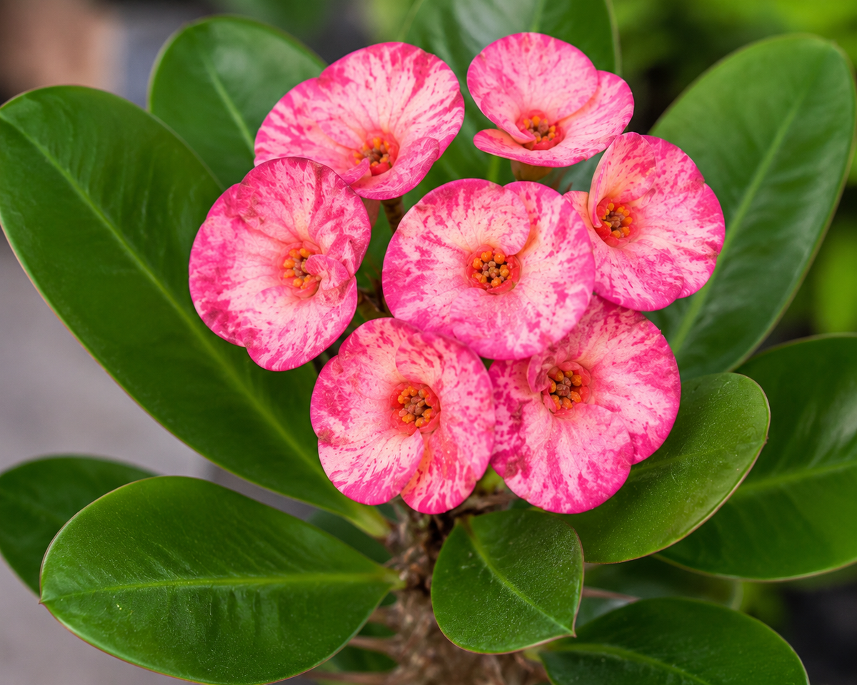 Euphorbia 'Pink Princess' Crown of Thorns - 5.5" Pot