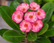 Euphorbia 'Pink Princess' Crown of Thorns - 5.5" Pot