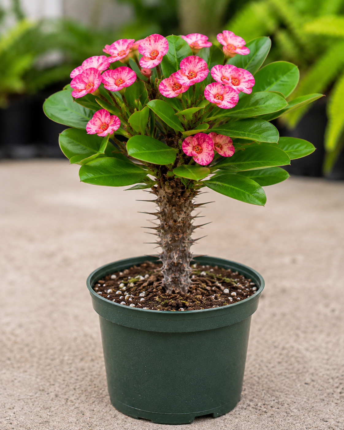 Euphorbia 'Pink Princess' Crown of Thorns - 5.5" Pot