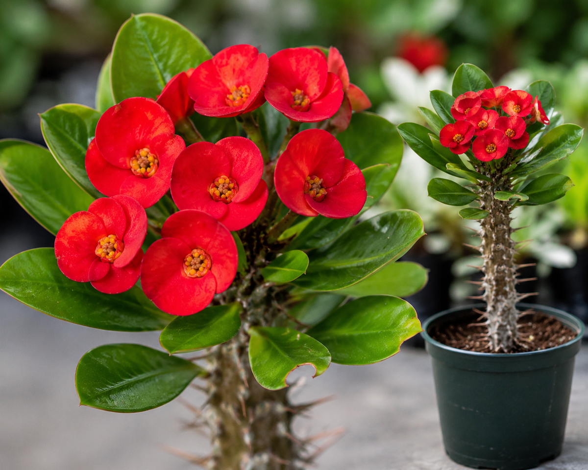 Euphorbia 'Red Sun' Crown of Thorns - 5.5" Pot