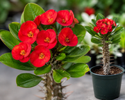 Euphorbia 'Red Sun' Crown of Thorns - 5.5" Pot