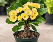 Euphorbia 'Century' Crown of Throns - 5.5" Pot