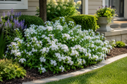 Plumbago 'Imperial White' - 4"