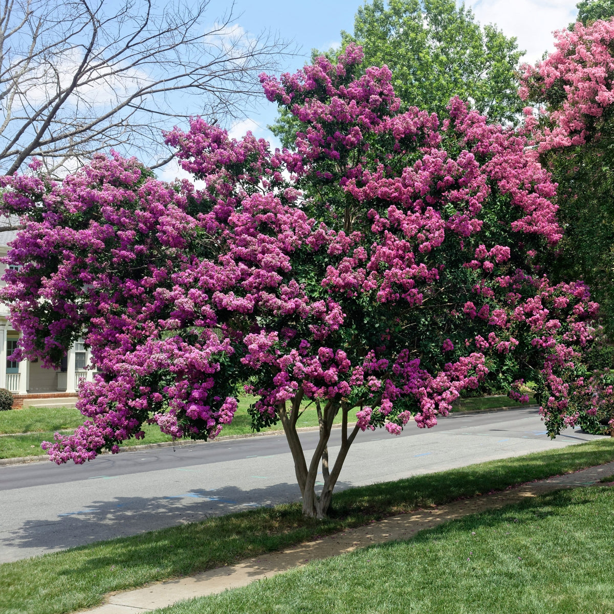 Crape Myrtle, Enduring Summer - Lavender Blooms - 3 Gallon Pot
