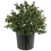 Crape Myrtle, Enduring Summer 'Fuchsia' - 3 Gallon Pot (NOVEMBER PICK UP SALE)