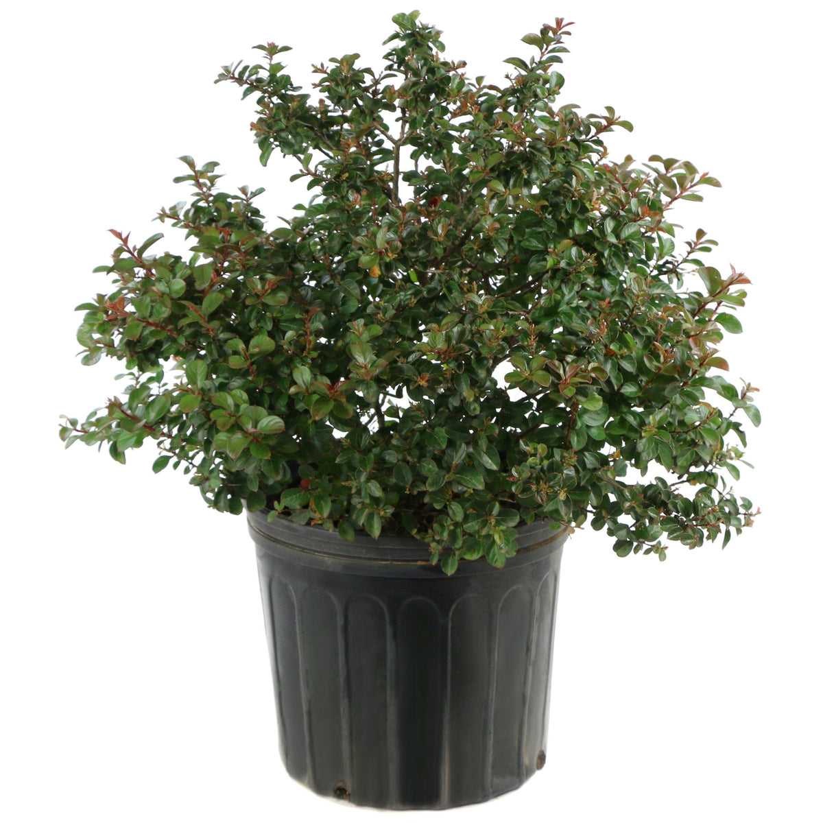 Crape Myrtle, Enduring Summer - Lavender Blooms - 3 Gallon Pot