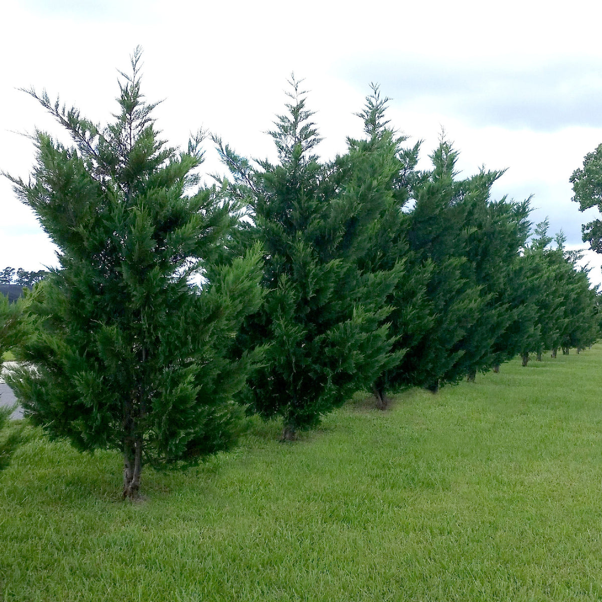 Leyland Cypress - 1 Gallon Pot