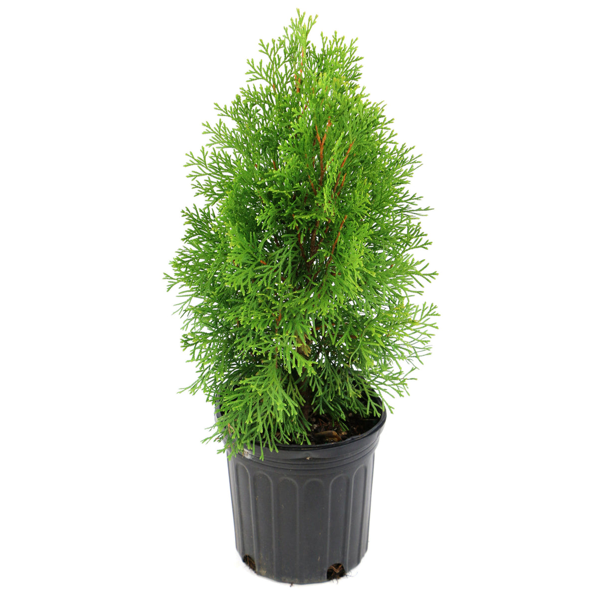 Leyland Cypress - 1 Gallon Pot
