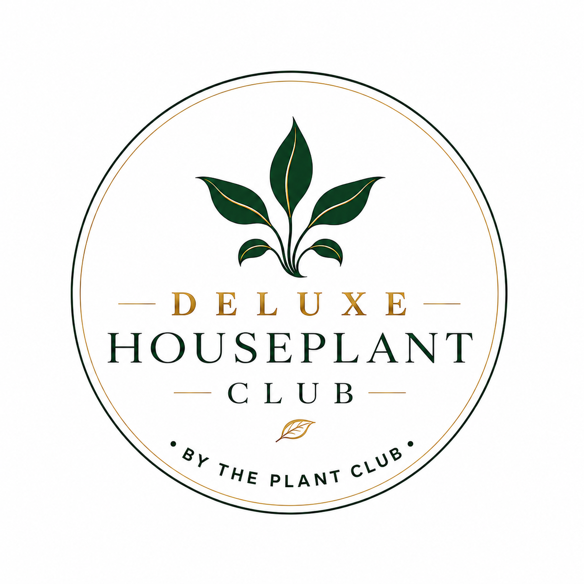 Deluxe Houseplant Club, Plant + Elevated Pot - Delivered Monthly, FREE Shipping!