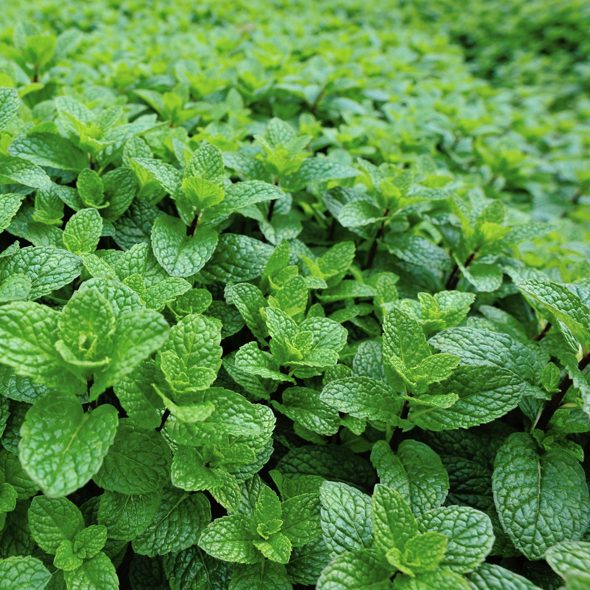 Mentha Peppermint - 4" Pot
