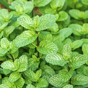 Mentha Peppermint - 4" Pot