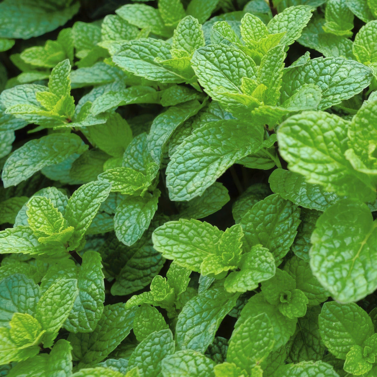 Mentha Peppermint - 4" Pot