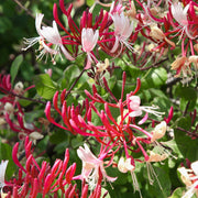 Lonicera Serotina  Honeysuckle - 1 Gallon Pot