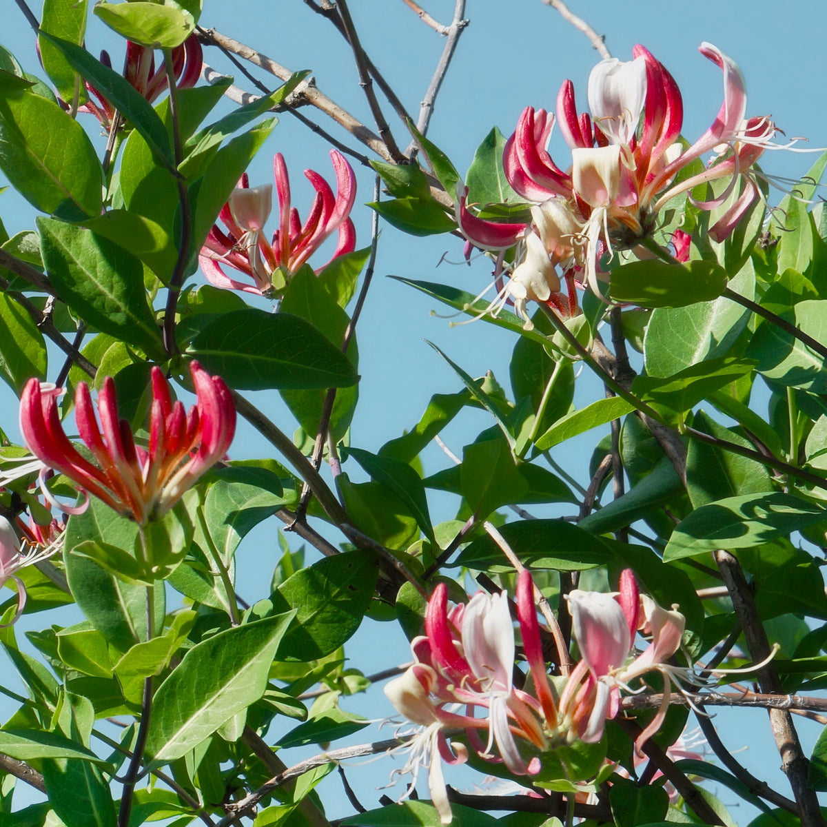 Lonicera Serotina  Honeysuckle - 1 Gallon Pot