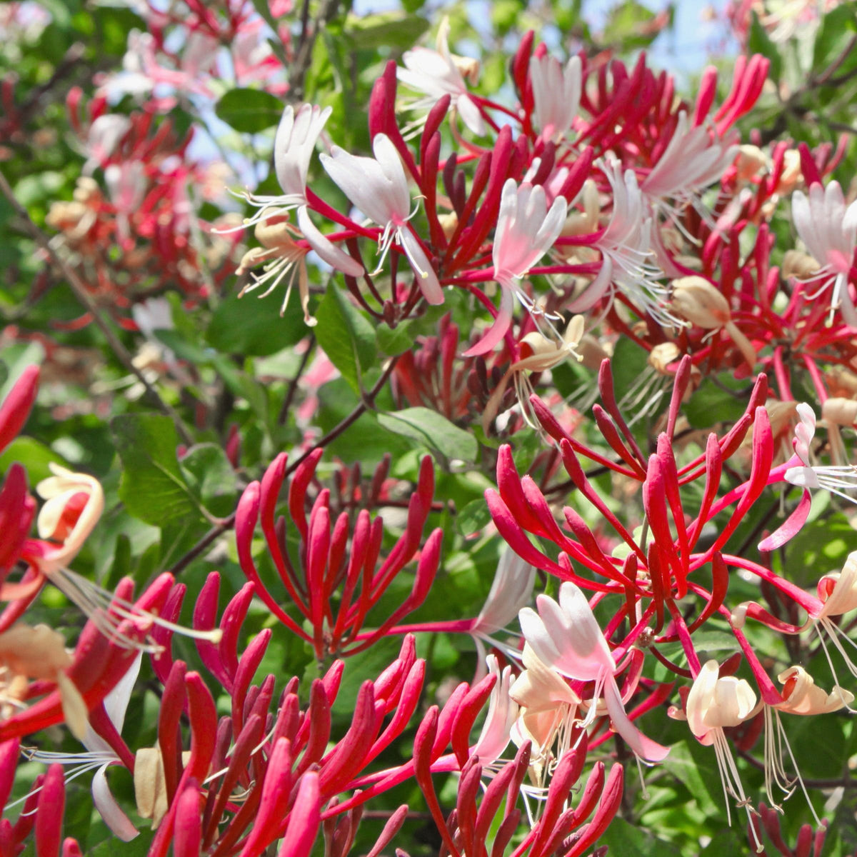 Lonicera Serotina  Honeysuckle - 1 Gallon Pot
