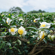 Camellia Green Tea - 1 Gallon Pot (NOVEMBER PICK UP SALE)