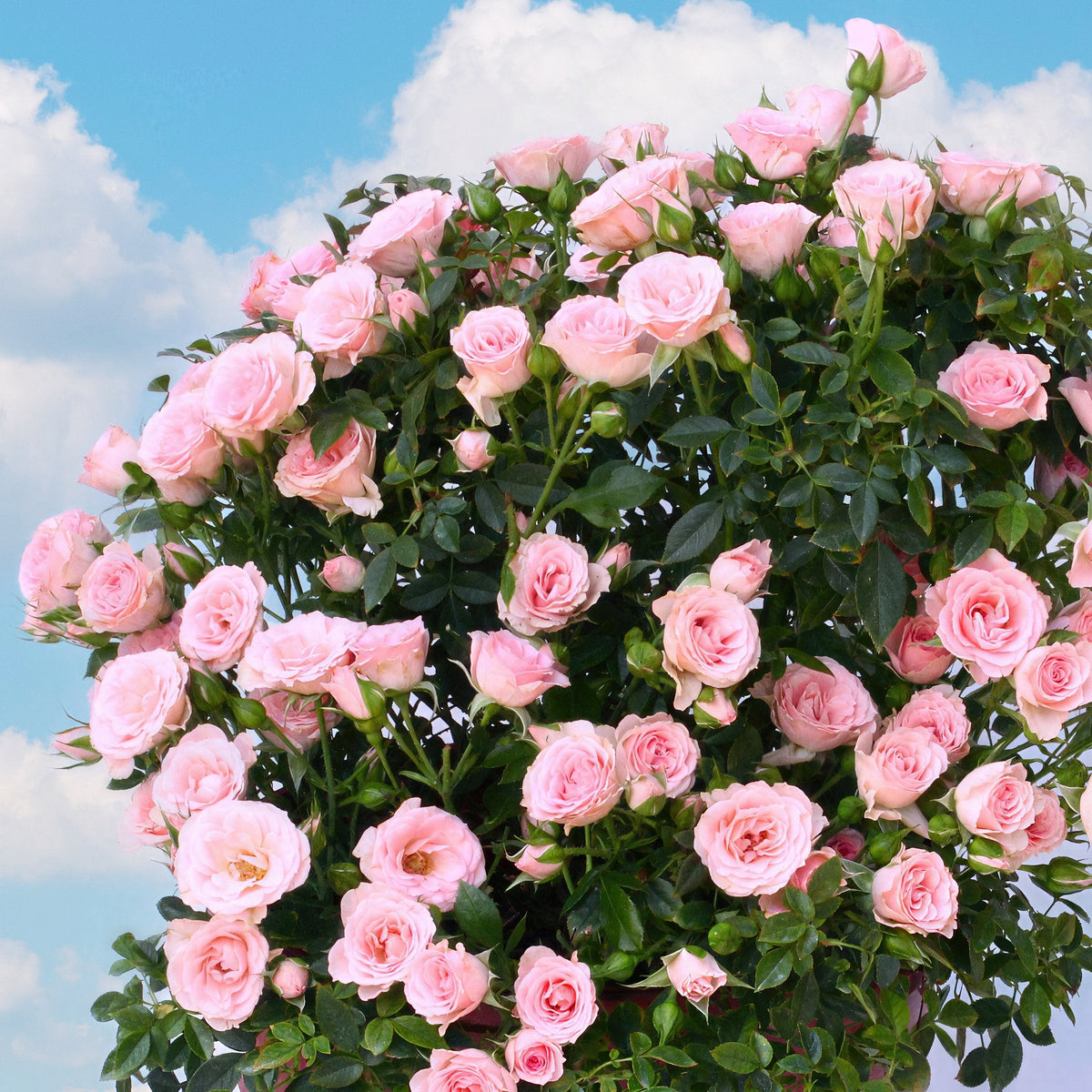 Mini Rose Cupcake  - 3 Gallon Pot