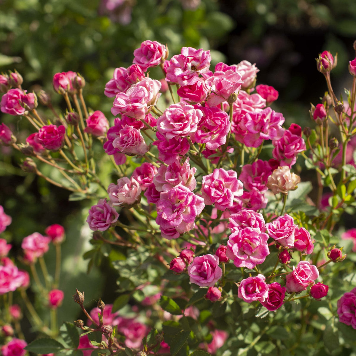 Rosa Pinku™ - 1 Gallon