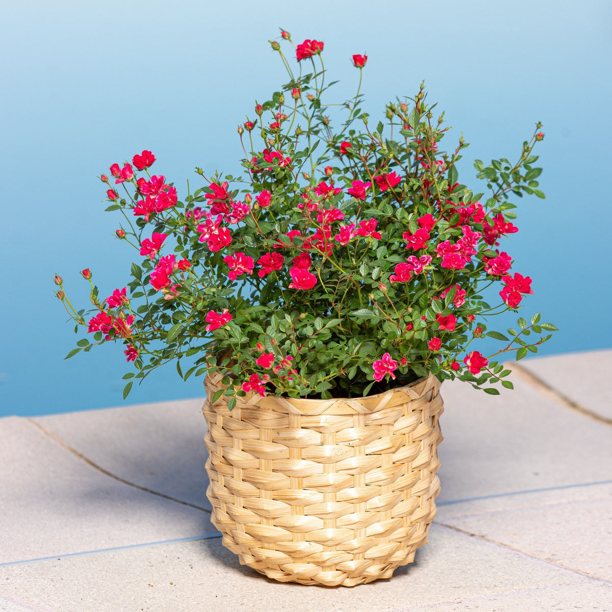 Rosa Pinku™ - 1 Gallon