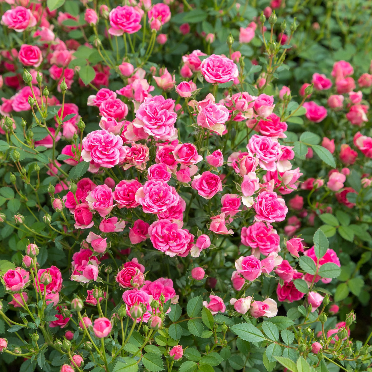 Pinku Mini Rose - 4" Pot