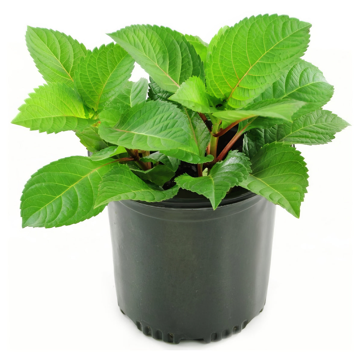 Merritt's Supreme Hydrangea - 1 Gallon Pot