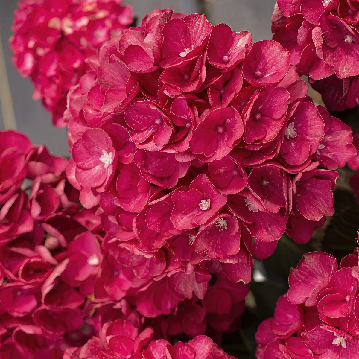 Hydrangea  Akadama - 1 Gallon Pot