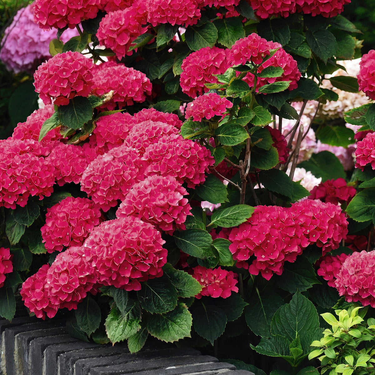 Hydrangea  Akadama - 1 Gallon Pot
