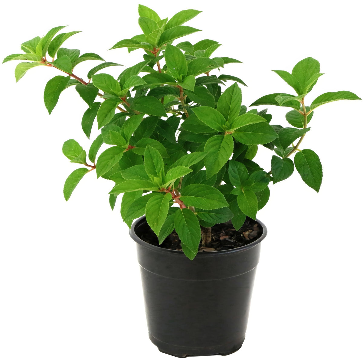 Hydrangea Strawberry Sundae - 1 Gallon Pot