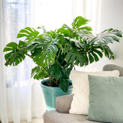 Monstera Deliciosa - 3 Gallon Pot