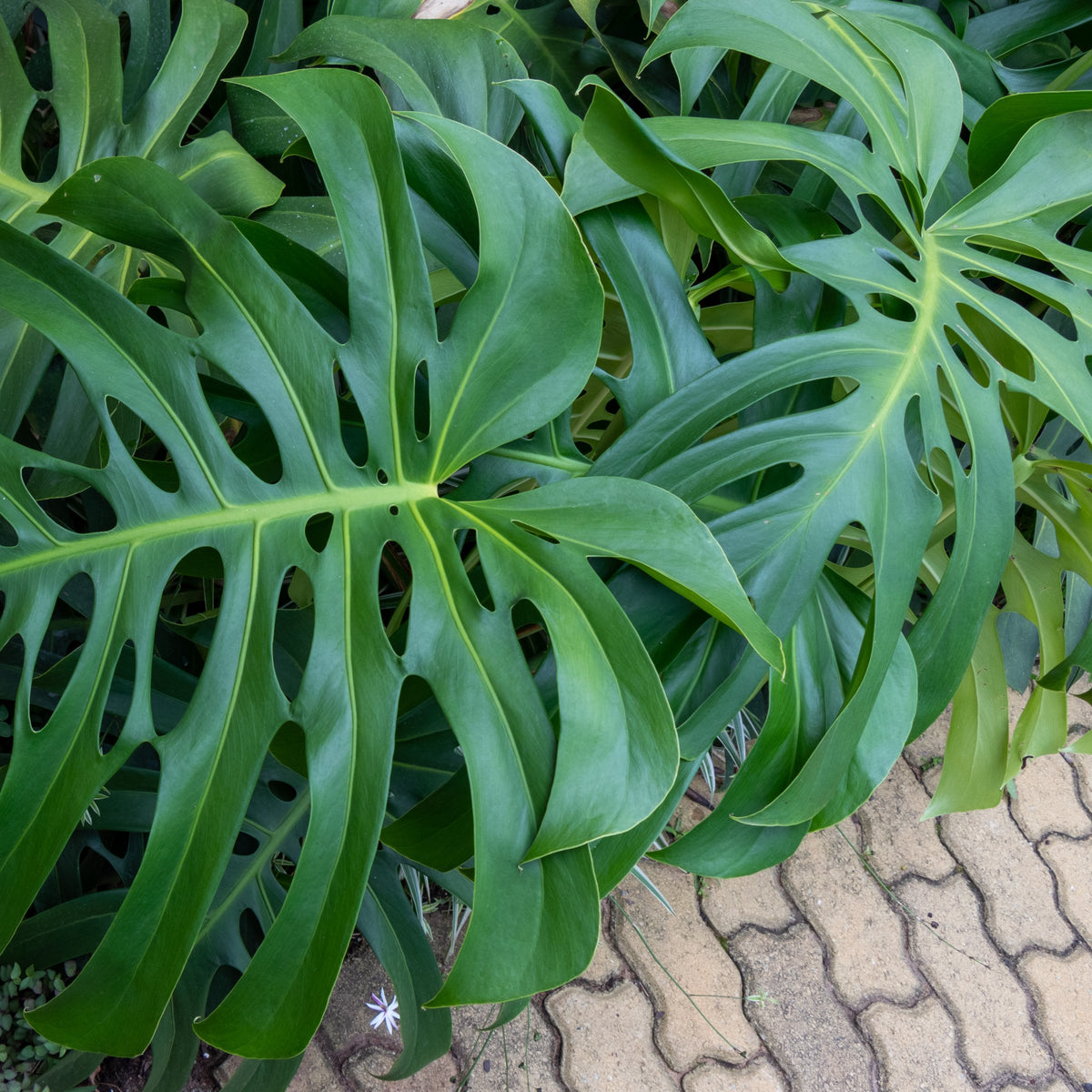 Monstera Deliciosa - 3 Gallon Pot
