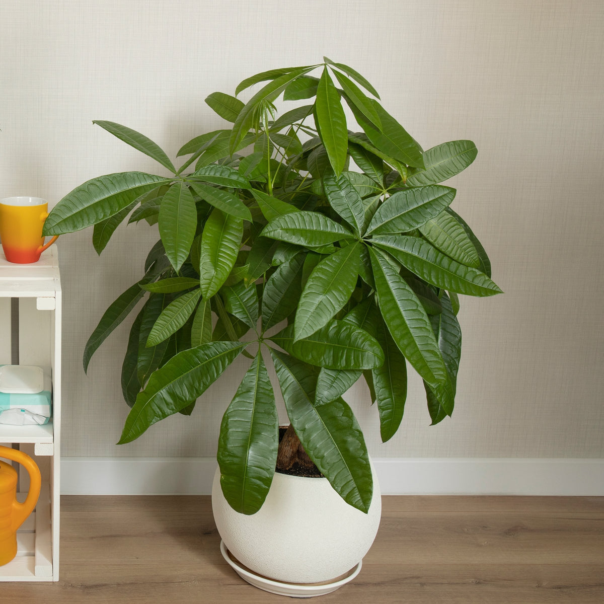 Pet Friendly Plant Club - Delivered Monthly, FREE SHIPPING!