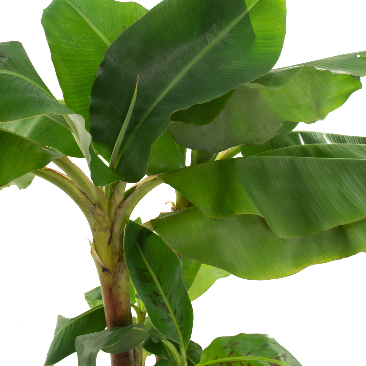 Musa Dwarf Cavendish Banana - 1 Gallon Pot