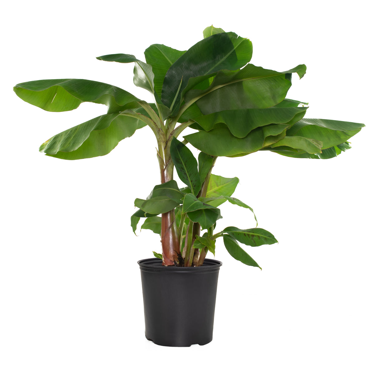 Musa Dwarf Cavendish Banana - 1 Gallon Pot