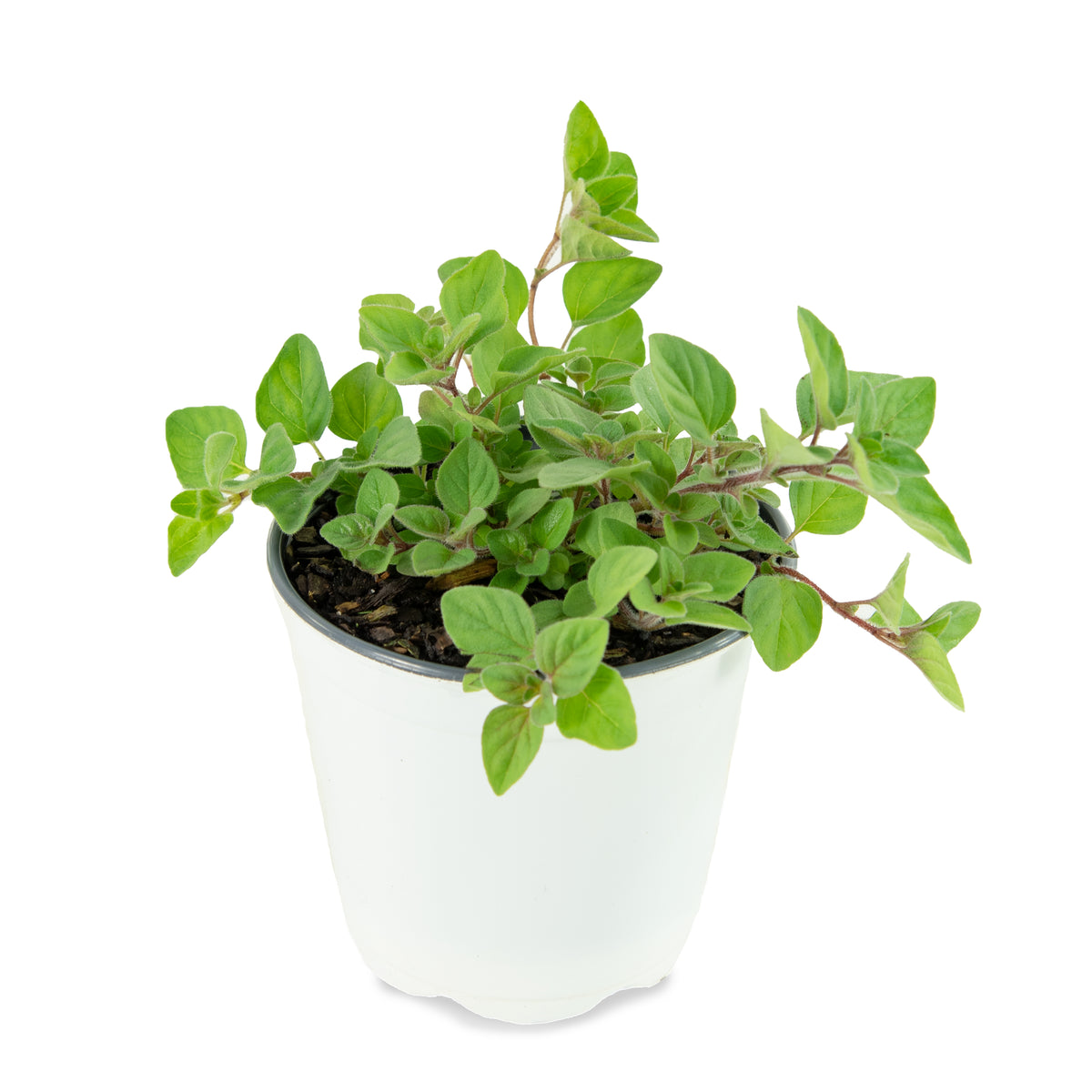 Mentha Peppermint - 4" Pot