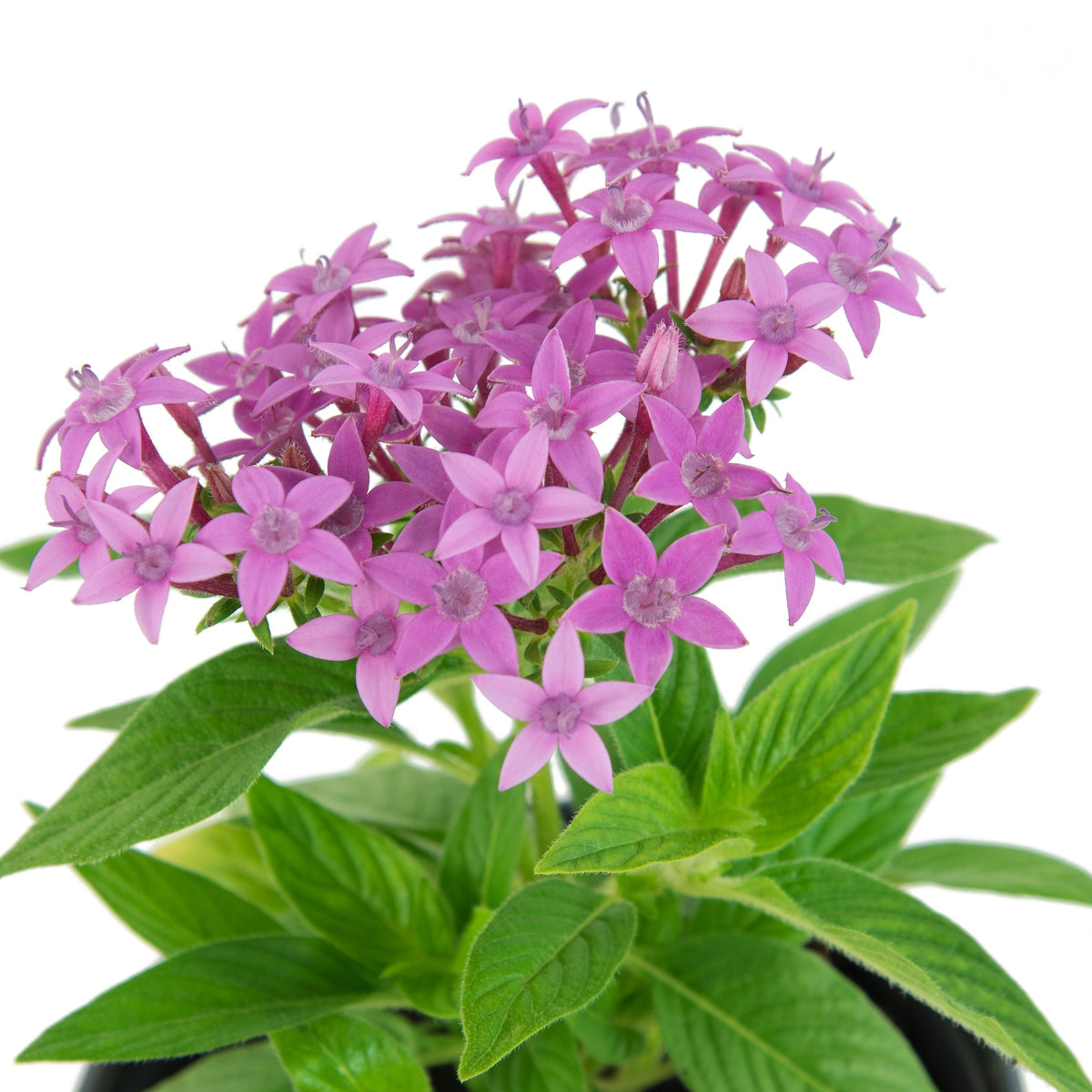 Penta Lucky Star Lavender - 4" Pot